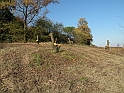 Campagna in autunno 3254.Alberi tagliati sembrano MOAI